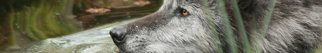 nywolforg YouTube-Kanal-Avatar