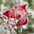 @snowflower8670