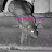 The Mouse Trap