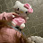 @gogohmad1604