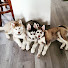 PIK6_cKv10I-channel-avatar-The Husky Bro Chronicles