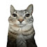 xC-96dmRd2k-channel-avatar-Cate