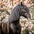 DrjoU9IlR4I-channel-avatar-Ostsee Shires