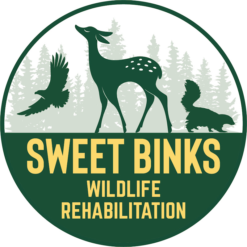 Sweet Binks Rescue avatar