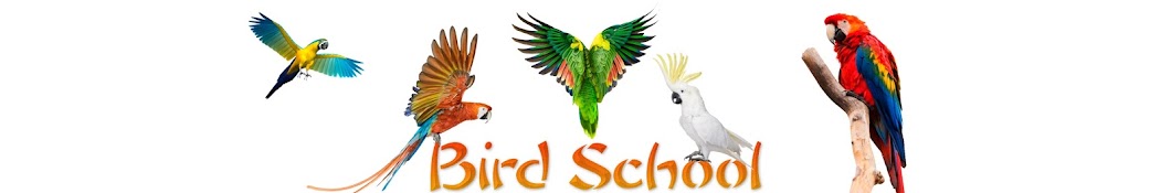 Bird School YouTube channel avatar