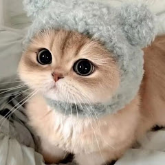 Aesthetic lover..(⁠•⁠ө⁠•⁠)⁠♡ channel thumbnail