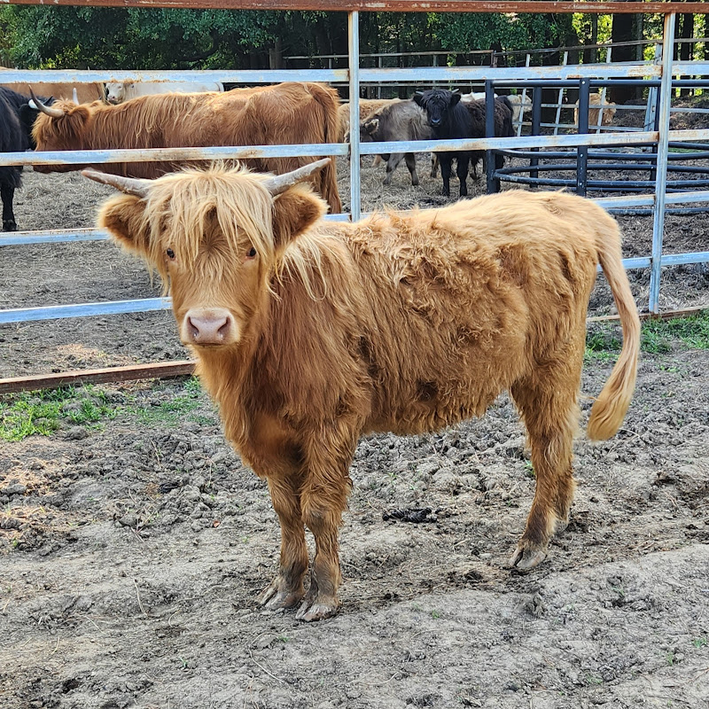 Our Scottish Highland Adventure