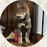 yIpAfg5SspM-channel-avatar-Jasper the Sesame Shiba