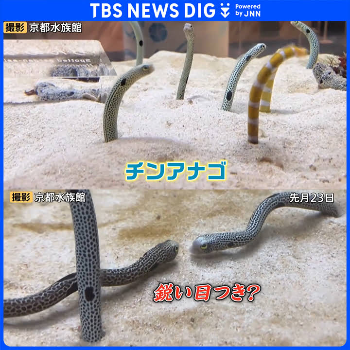 Post from TBS NEWS DIG Powered by JNN - YouTube