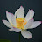 @dandelion9672