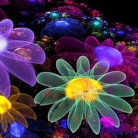 Profile Picture of Ika😻