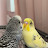 @The.birds.lover.sunny_blu