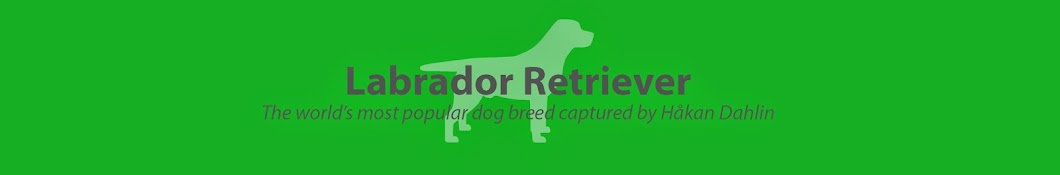 Labrador Retrievers by Dahlin رمز قناة اليوتيوب