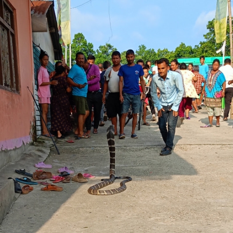 Dipak Nepal Snake expert