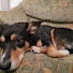 PZyUN5Bc5GM-channel-avatar-Dog