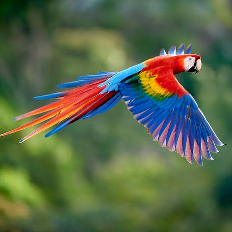 BirdAndAnimalsLover85 