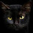 @blackcatmovies3082