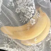 甘蕉