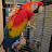 The Adventures of Bandit the Scarlet Macaw