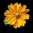 RI7MRHl_X2s-channel-avatar-Finding Joy in the Garden