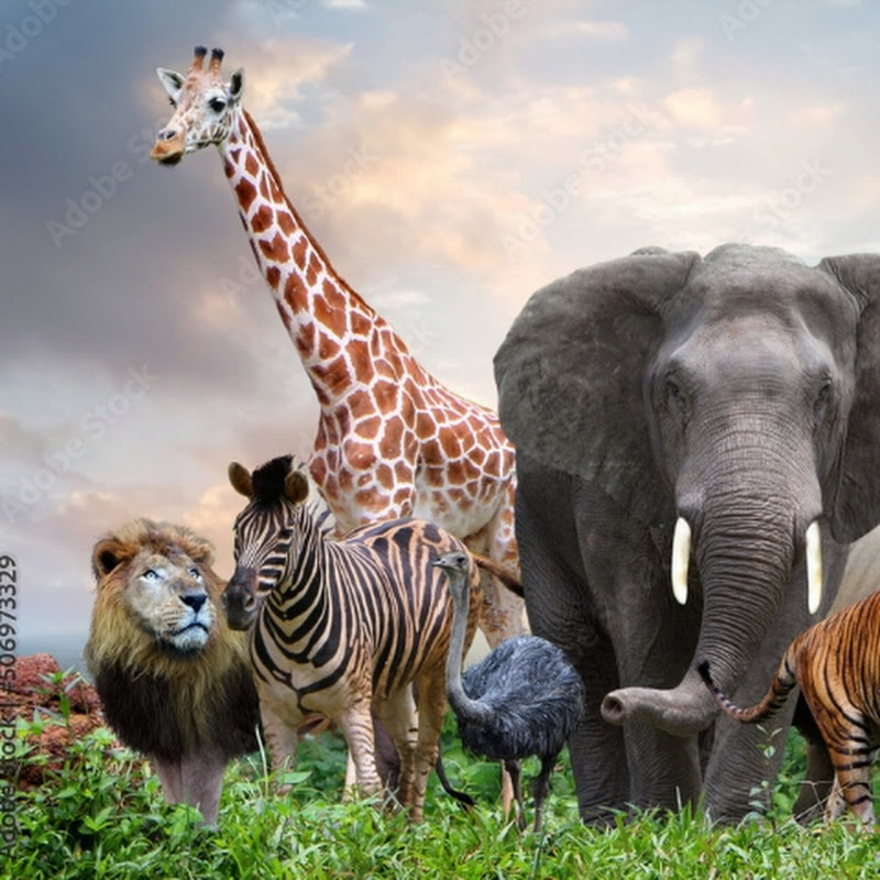 The Animals Touch wildlife