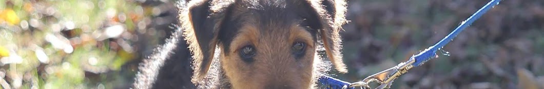 Archimedes the Airedale YouTube channel avatar