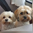 iRzuGXfWI8w-channel-avatar-Caradogs-Camping ohne Filter