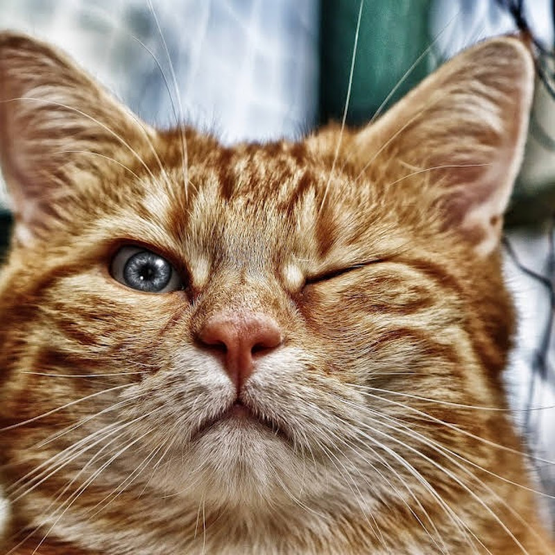 Funny Cute Kittens Cats icon