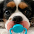 slvzqaIgtgA-channel-avatar-Cat & Dog Diaries