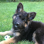 EVO the German Shepherd Dog Image Thumbnail