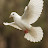 avatar of @flightofhope-h9n