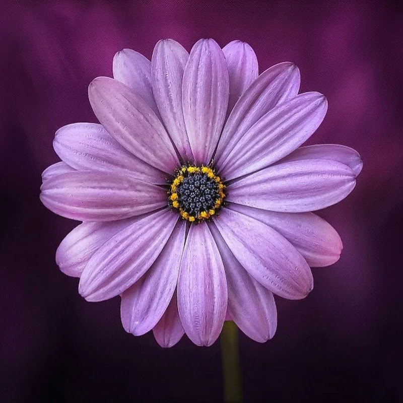 Mini Aster