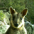 6zlyC-qZUzs-channel-avatar-Epic Aussie Encounters