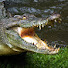 IA-hYnW-u14-channel-avatar-CapCroc