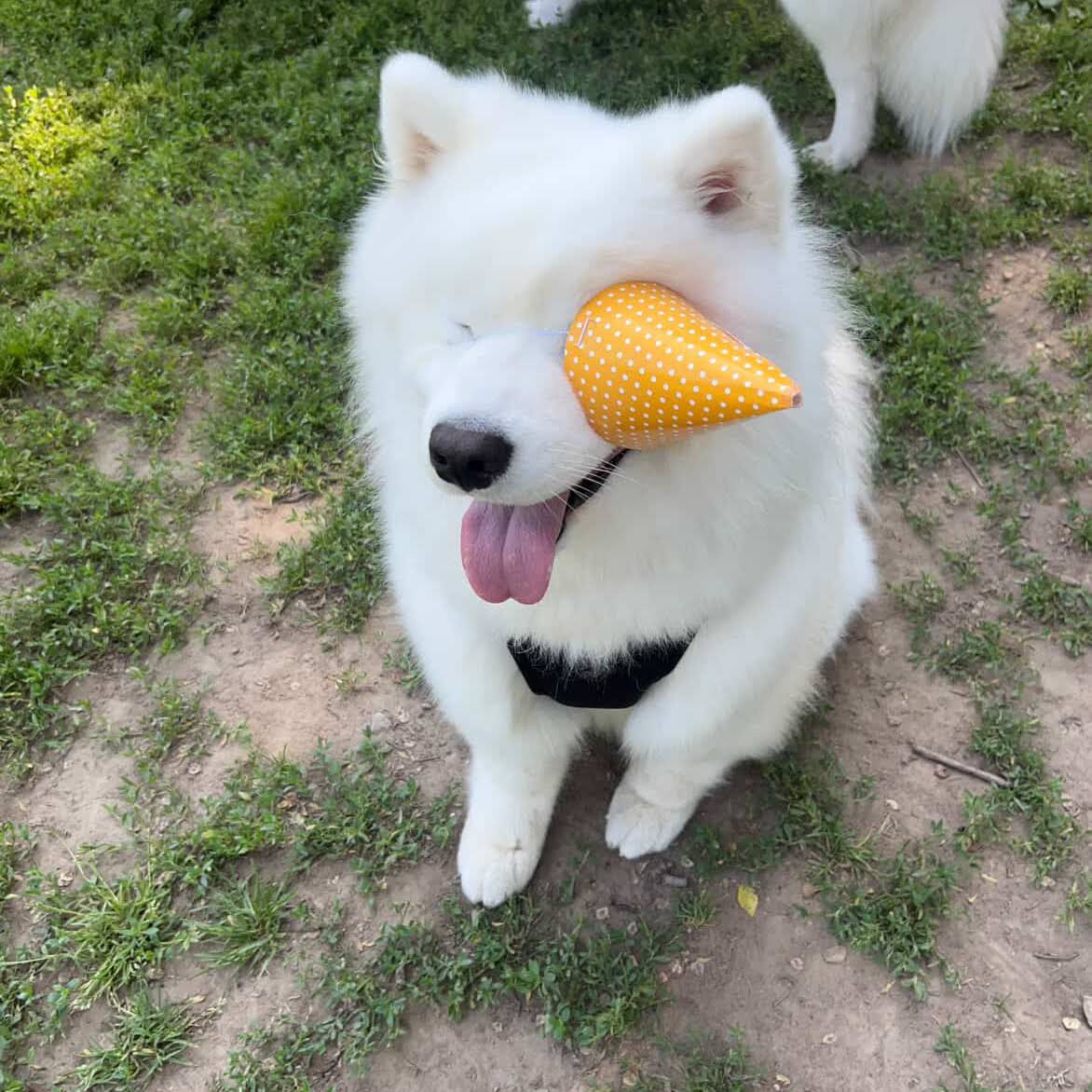 Post from Mango the Samoyed