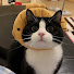 MHlaKZT_2mU-channel-avatar-Pets.funnycat_2024