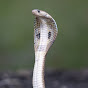 Miniature