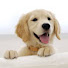 GKwuGHuWyO4-channel-avatar-FreeDog