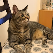 音楽と猫と日常と