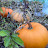 Backyard Pumpkins