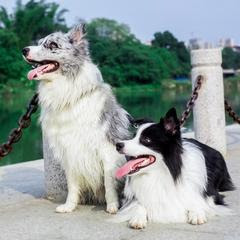 边牧果冻和打火机アイコン画像