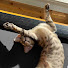 BqroiOE3TNQ-channel-avatar-サバンナキャットのアウルム　Aurum - F6 Savannah Cat 