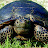 @Land_Tortoise