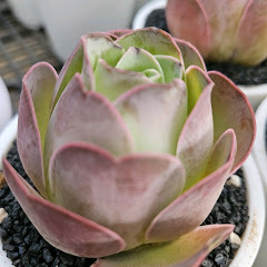 (청명)다육나드리
