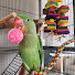 m2jtVkBkhkQ-channel-avatar-KIWI from New Zealand