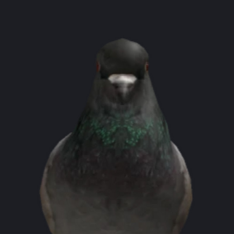 Pgeonn