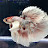 @Mrfishkshorts Avatar