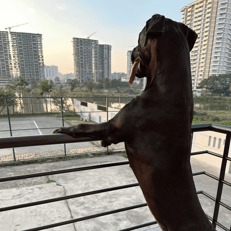feny_theCaneCorso
