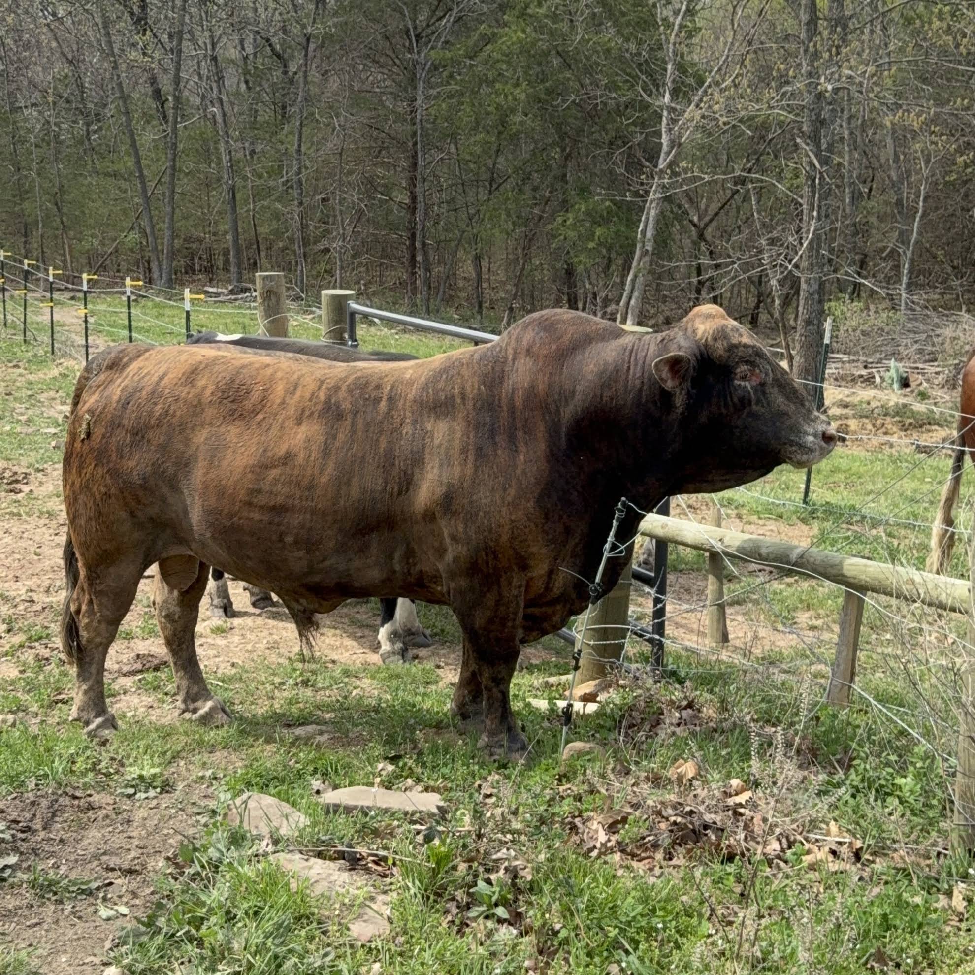 Post from Rufus The Bull