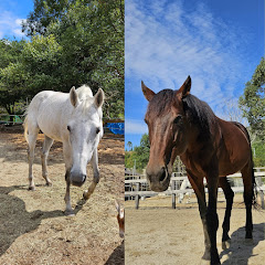 トイトイファーム　[引退競走馬が楽しい仲間と暮らす牧場]